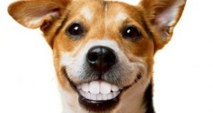 dental care for pets grove animal hospital miami fl 2