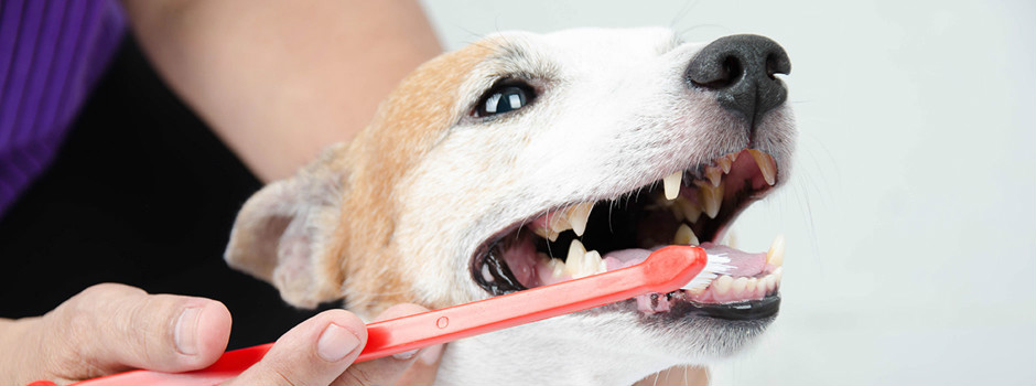 dental care for pets grove animal hospital miami fl